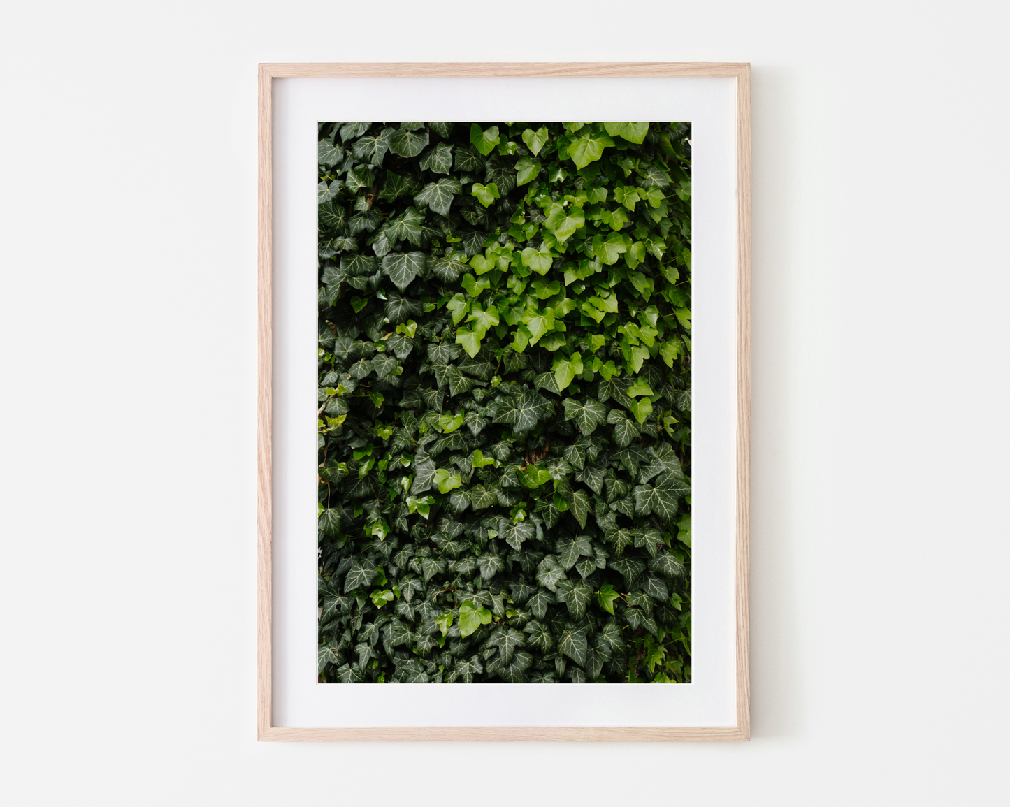 Ivy